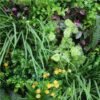 Fern Oasis - Image 2