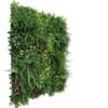 Fern Oasis - Image 3