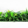 Verdant Beet - Image 2